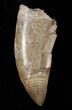 Partial Tyrannosaurid Tooth - Montana #15228-1